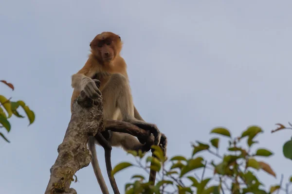 Macaco holandês fica no topo da árvore (Kumai, Indonésia ) — Fotografia de Stock