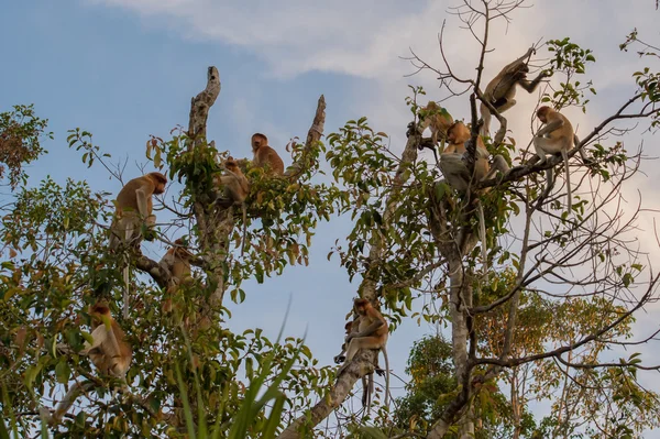 Grupo Macaco holandês sentado em uma árvore alta no fundo do céu azul — Fotografia de Stock