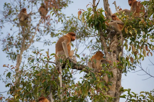 Macaco holandês com seus irmãos sentados em um galho de uma árvore alta em fundo céu azul (Kumai, Indonésia ) — Fotografia de Stock