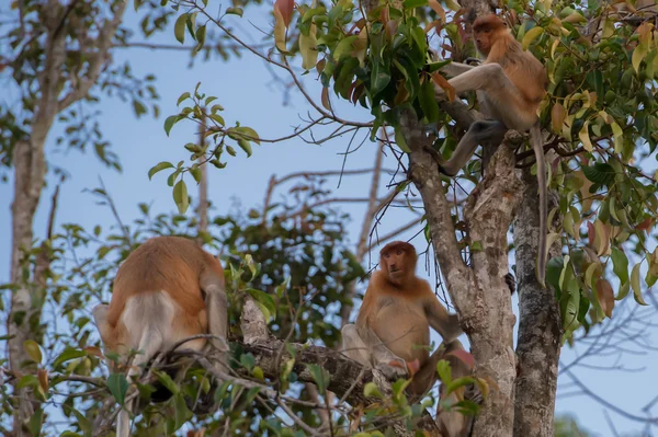 Holländischer Affe sitzt auf einem Ast eines hohen Baumes (kumai, Indonesien) — Stockfoto