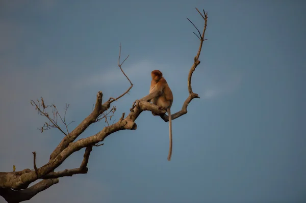 Macaco holandês sentado em um ramo solitário (Kumai, Indonésia ) — Fotografia de Stock