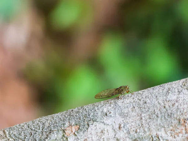 黄蜻蜓的绿色背景 （Kumai，印度尼西亚) — 图库照片