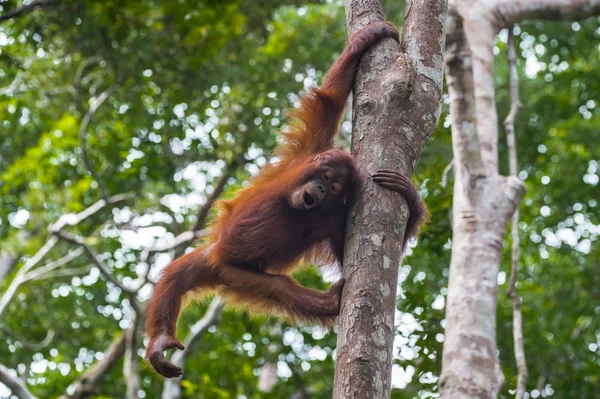 Verspielte rothaarige Teenager-Orang-Utan-Affen (kumai, Indonesien) — Stockfoto