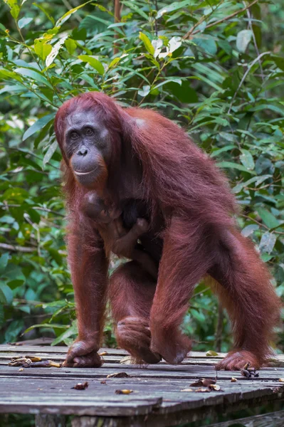 Orangutan Mama z dzieckiem idzie na drewniane podłogi żywności (Kumai, Indonezja) — Zdjęcie stockowe