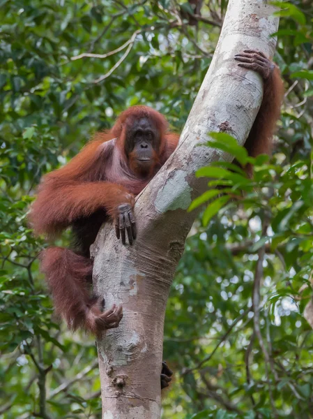 Strong red orangutan sits on a tree and looking straight (Kumai, Indonesia)
