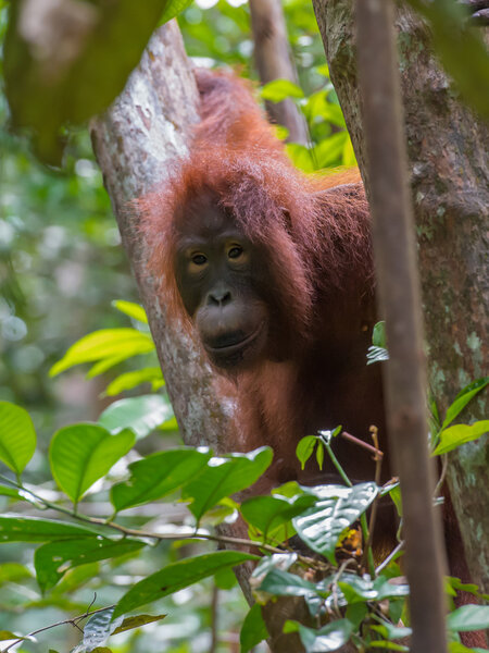 Brown-eyed orangutan peers from behind a tree (Kumai, Indonesia)