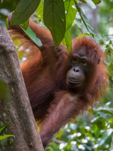 Auburn orangután mira desde detrás de un árbol (Kumai, Indonesia ) —  Fotos de Stock