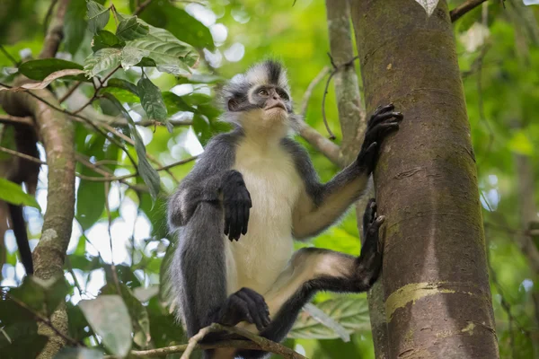 Langur si siede su Thomas Werke Tolt tronco d'albero e guardando in alto (Sumatra, Indonesia ) Immagine Stock