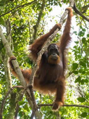 Sessiz yetişkin orangutan asılı bir şube (Bohorok, Endonezya)