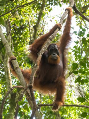 Quiet adult orangutan hanging on a branch  (Bohorok, Indonesia) clipart