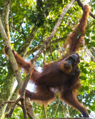Sakin bir şekilde düz seyir yetişkin kıllı orangutan (Bohorok, Endonezya)