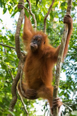 Ağaçta asılı cool genç orangutan bacaklarda ve çeviklik (Bohorok, Endonezya gösterir)