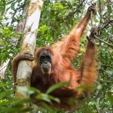 Ağaçta asılı sessiz yetişkin orangutan bacaklarda ve AGI gösterir