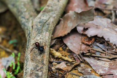 Bir dalı yere yakın kuru üzerinde oturan büyük karınca (Bohorok, Endonezya bırakır)
