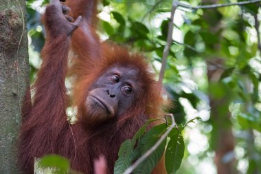 Shaggy orangutan geri (Bohorok, Endonezya görünüyor)