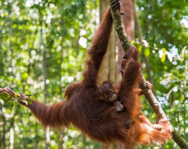 Bebek orangutan bir yemek için birine (Bohorok, Endonezya uzanır annesinin arkasına oturur)