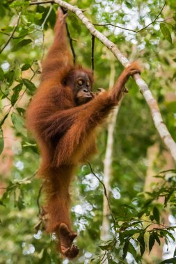 Kabarık orangutan yaprakları arasında asılı ve bir ağaç (Bohorok, Endonezya düşünüyor)
