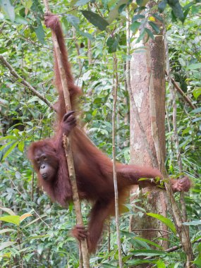 Esnek genç orangutan ince ağaç (Kumai, Endonezya asılı)