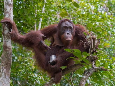 Yetişkin orangutan ağaç üzerinde oturur ve yoğunlaştırılmış süt bir metal yemek olabilir (Kumai, Endonezya)