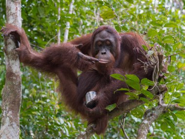 Yetişkin orangutan oturur yüksek rütbeli bir ağaç ve kutular (Kumai, Endonezya yoğunlaştırılmış süt zevk)