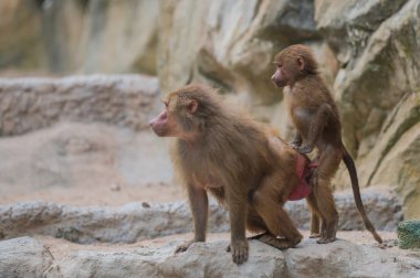 Singapur Hayvanat Bahçesi kayada erkek ve dişi maymunlar vardır
