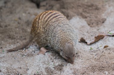 Singapur Hayvanat Bahçesi kabarık şeritli mongoose bir şey arıyor