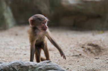 Kabarık bebek maymun çalış ve taşın Singapur hayvanat bahçesi içinde atlar