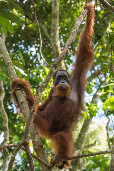 Orangután adulto tranquilo mirando pensativamente a la distancia (Bohorok, Indonesia ) — Foto de Stock