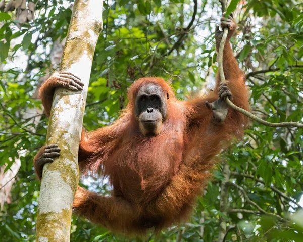 Orangután adulto tranquilo colgado de un árbol, y demuestra la destreza de las manos (Bohorok, Indonesia ) — Foto de Stock