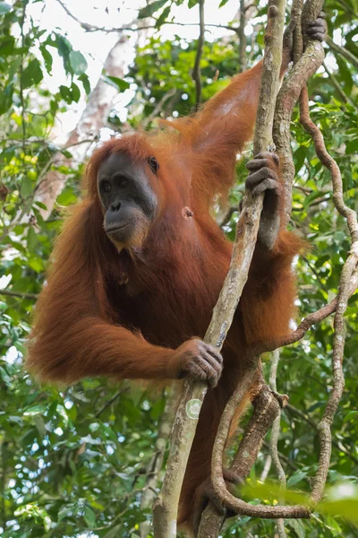 Adult hairy orangutan is ready to move from branch to branch (Bohorok, Indonesia) — Stock Photo, Image