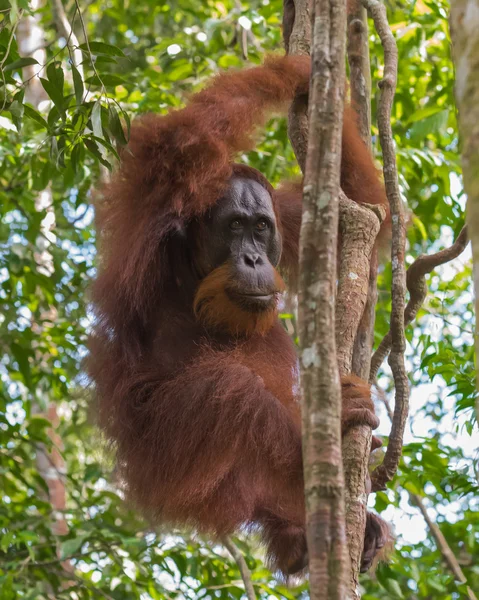 Orangután peludo adulto colgado de un árbol (Bohorok, Indonesia ) — Foto de Stock