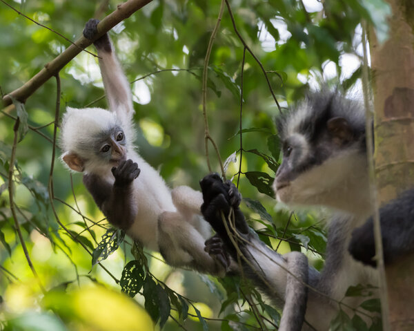 Mother and cute kid Thomas langurs play on a branch and looks among the leaves (Bohorok, Indonesia)
