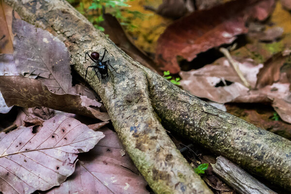 Huge ant sitting on a branch (Bohorok, Indonesia)