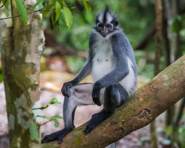 Thomas Langurs primer plano sentado en una rama con la cola colgando hacia abajo (Bohorok, Indonesia ) —  Fotos de Stock