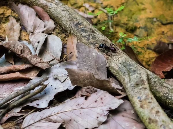 Riesige ameise sitzt auf einem zweig in der nähe der trockenen blätter (bohorok, indonesien) — Stockfoto