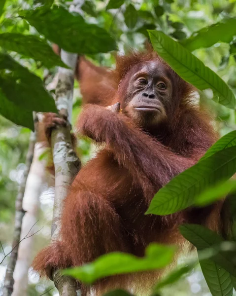 Orangután esponjoso sentado entre las hojas de un árbol (Bohorok, Indonesia ) — Foto de Stock