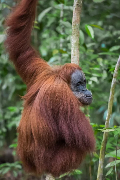 Orangután peludo rojo se sienta y mira por encima de su hombro (Bohorok, Indonesia ) — Foto de Stock