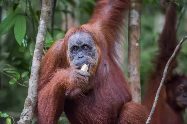 Primer plano de un orangután adulto come un plátano (Bohorok, Indonesia ) — Foto de Stock