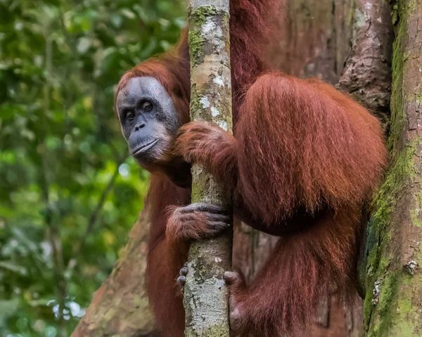Wise thoughtful orangutan peeks out from behind a thin tree (Bohorok, Indonesia) — Stock fotografie