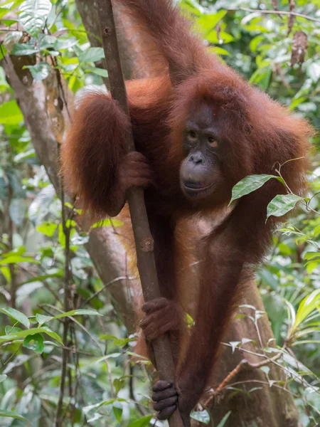 Orangután esponjoso mirando hacia otro lado y aferrándose a un árbol delgado (Kumai, Indonesia ) — Foto de Stock