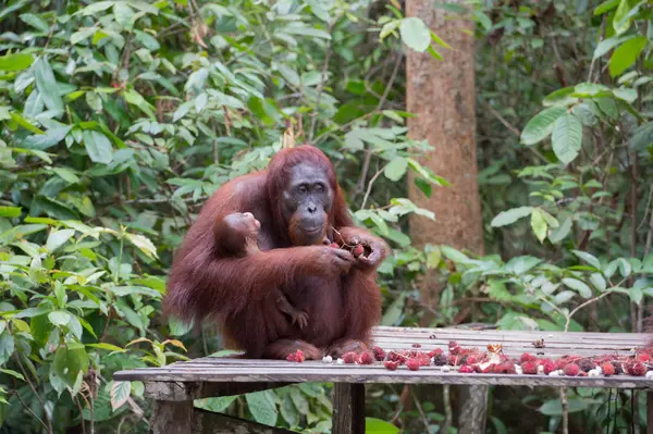 Mamá orangután toma en las manos a su hijo y come rambután maduro en una plataforma de madera (Kumai, Indonesia ) — Foto de Stock