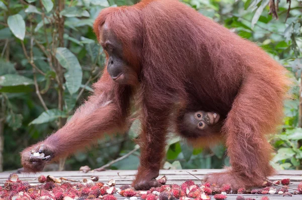 Мать орангутанга выбирает спелый рамбутан и ее ребенок цепляется за нее и жует свою порцию фруктов (Кумаи, Индонезия ) — стоковое фото