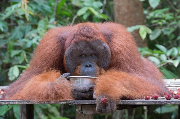 Orangután adulto bebiendo de un cuenco de metal y mirando a alguien (Kumai, Indonesia ) — Foto de Stock