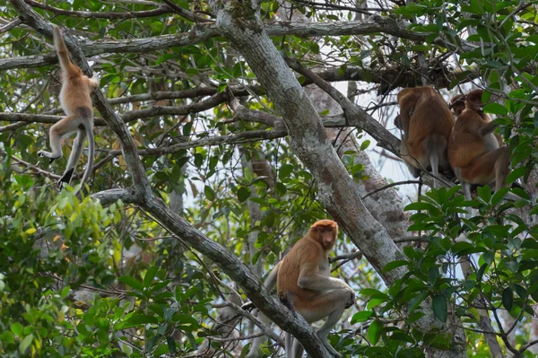 Macaco holandês sentado em uma árvore entre folhas verdes (Kumai, Indonésia ) — Fotografia de Stock