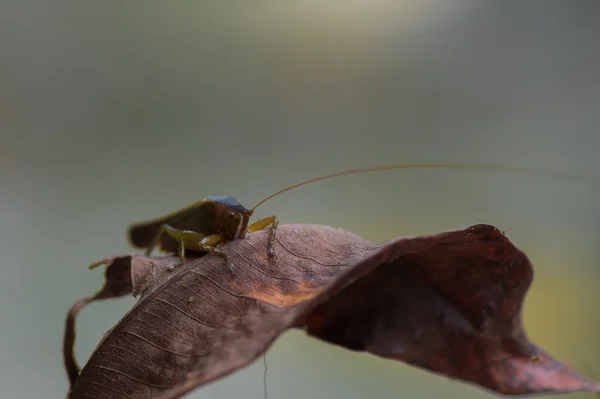 Velká kobylka sedí na suchý list papíru kaštanová (Kumai, Indonésie) — Stock fotografie