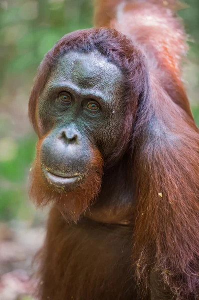 Yakın orangutan Pongo, kameraya bakarak gözlerini (Kumai, Endonezya)