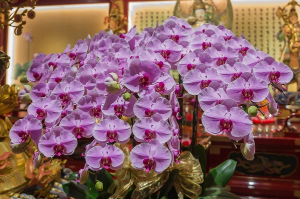 Gyönyörű lila orchidea a teremben egy száz sárkányok a templomban a Szent Tooth Relic, Szingapúr — Stock Fotó