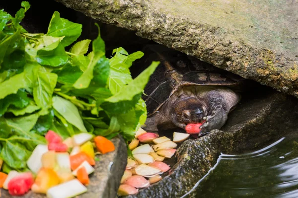 Schattige schildpad breakfast dichtbij de helder groene bladeren (Singapore) — Stockfoto