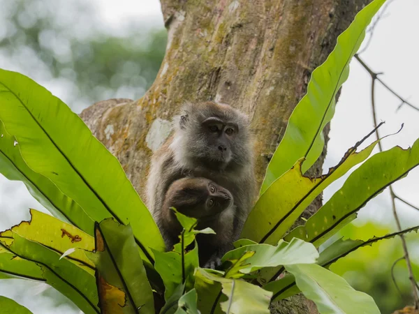 Mamma e baby scimmie cynomolgus seduti tra le foglie verdi sull'albero — Foto Stock