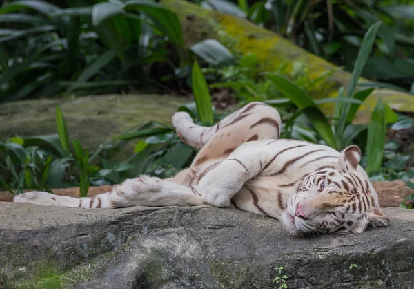 Singapur Hayvanat Bahçesi beyaz kaplan bir kaya yapraklarını yanında yatıyor